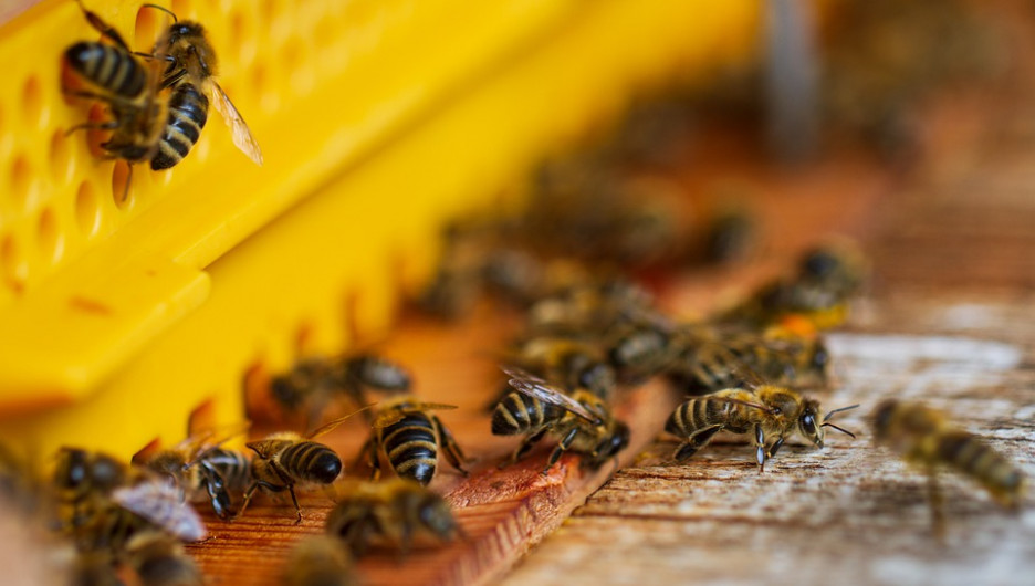 Массовую гибель пчел фиксируют в пяти районах Алтайского края
