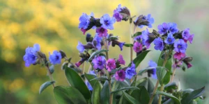 Медуница, растение, природа.