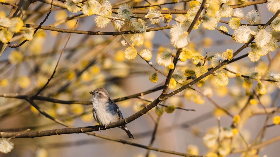 Весна, природа, птица.