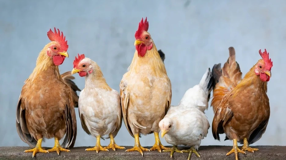 Курица, петух, птица.