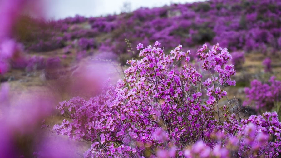Цветение маральника.