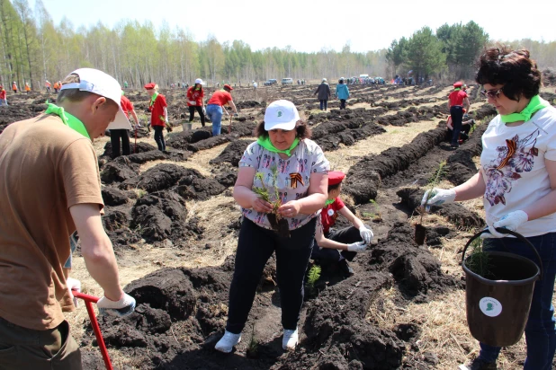 «Сад памяти» в Сорокинском участковом лесничестве.