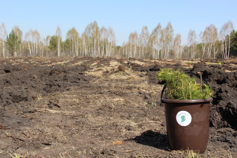 «Сад памяти» в Сорокинском участковом лесничестве.