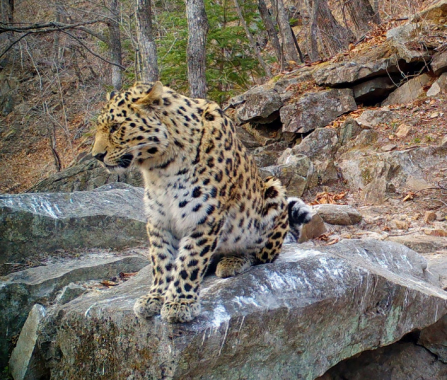 Леопард Leo 225M, поселившийся в одном из старейших заповедников Дальнего Востока – &quot;Кедровой пади&quot;.