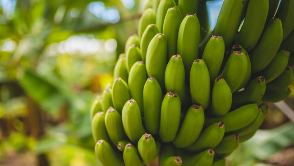 Частично снят запрет на бананы из Эквадора 