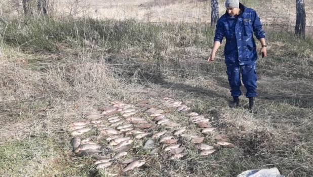 В Алтайском крае задержали мужчину с сотней карасей - ему грозит уголовное дело