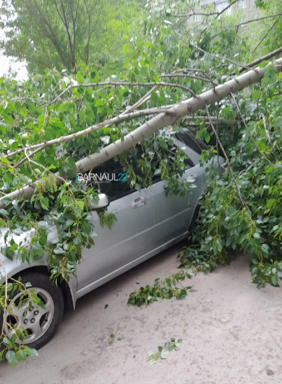 В Барнауле дерево упало на автомобиль