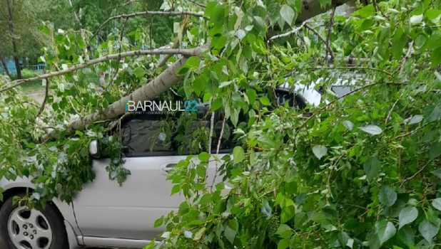 В Барнауле дерево упало на автомобиль