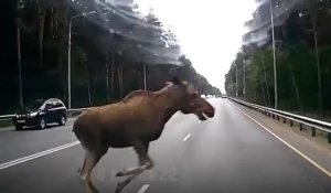 Лось кинулся под машину в Барнауле.