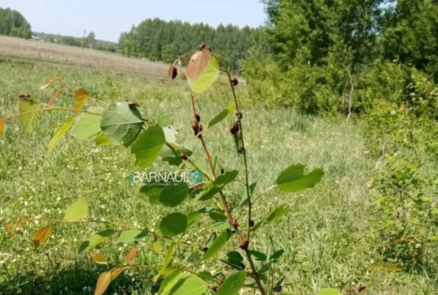 Рапсовой листоед в Мамонтовском районе. 