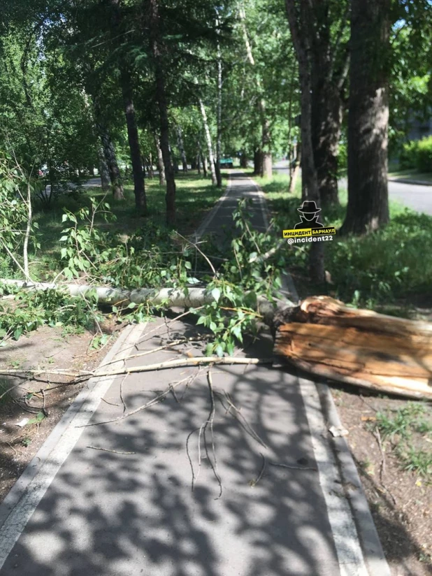 В Барнауле пылевая буря поломала деревья.