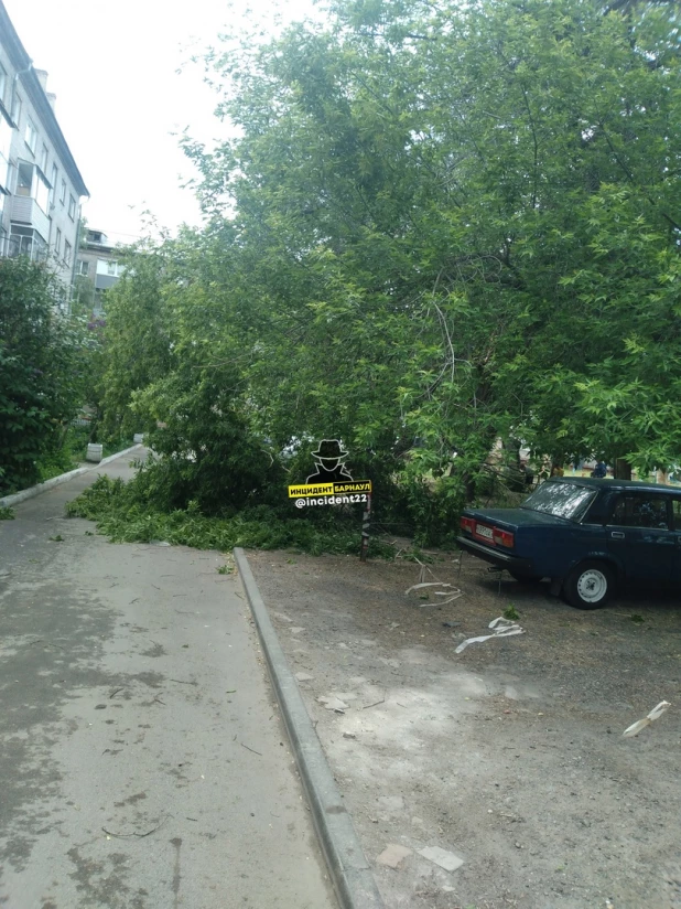 В Барнауле пылевая буря поломала деревья.