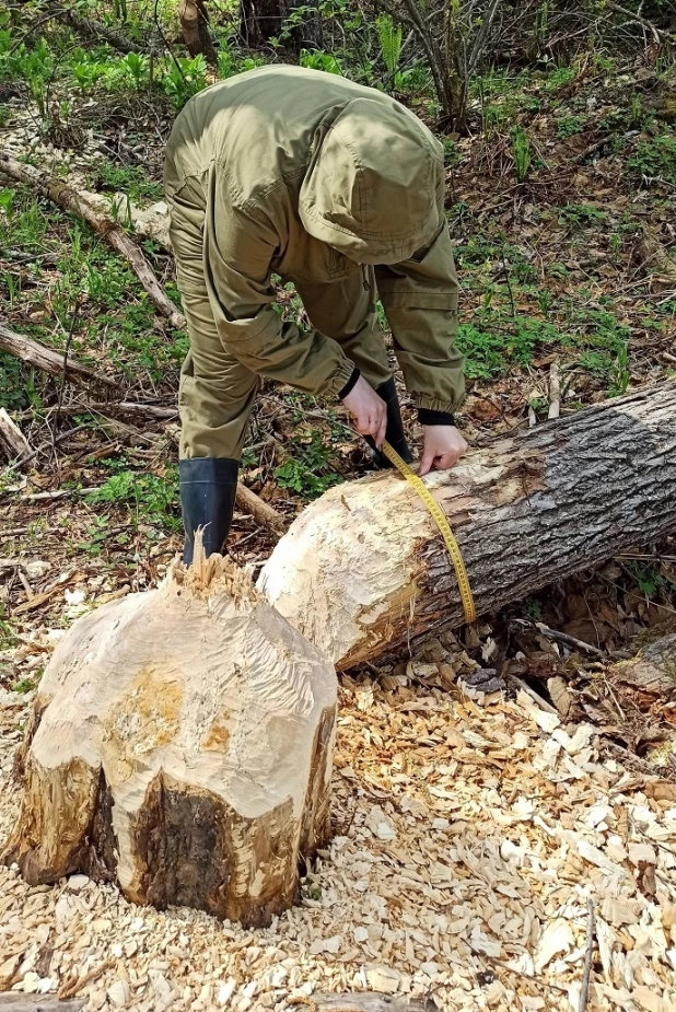 В Алтайском заповеднике бобры грызут деревья.