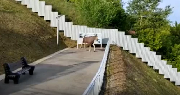 Лось в Нагорном парке Барнаула.