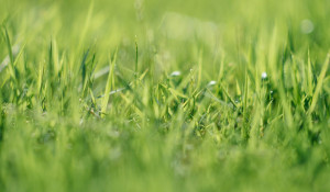 Трава, газон.