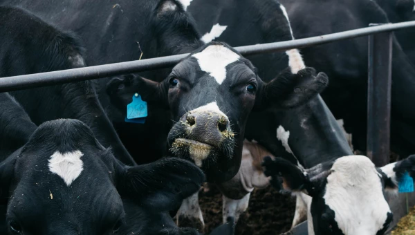Системы содержания коров и удаления навоза