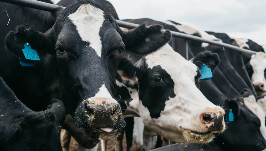 Учхоз "Пригородное". Коровы.