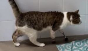 Кот с протезами передних лап