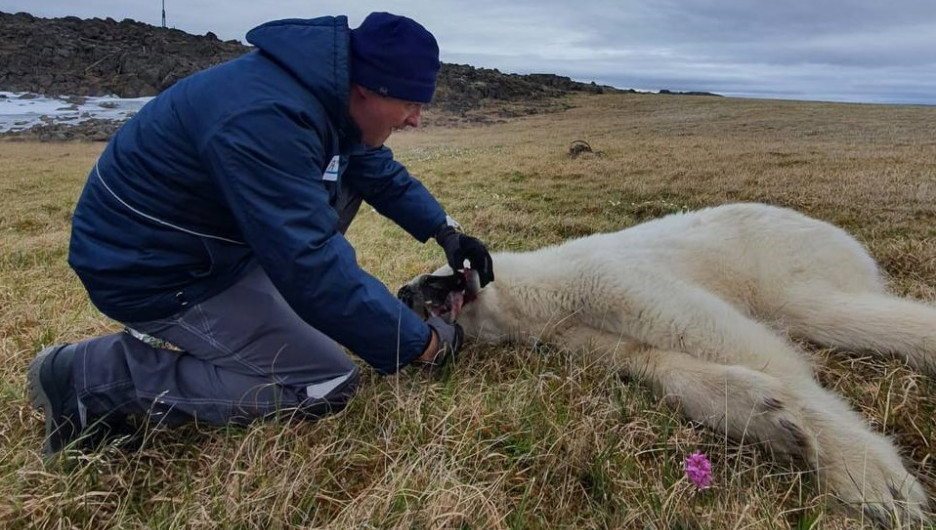 Ветеринары спасли сибирскую медведицу, подавившуюся банкой сгущенки