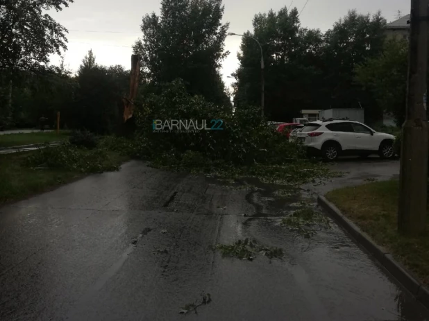 В Барнауле упало дерево на улице Георгия Исакова