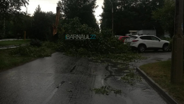 В Барнауле упало дерево на улице Георгия Исакова