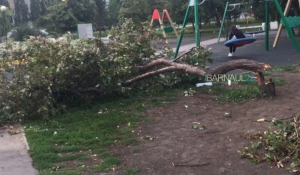 Дерево упало на девочку в Барнауле