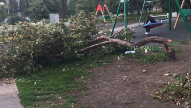 Дерево упало на девочку в Барнауле