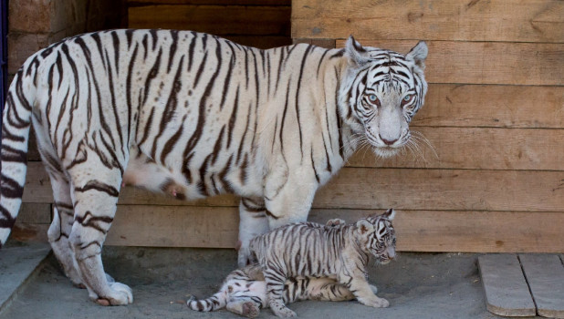Белые тигрята в барнаульском зоопарке
