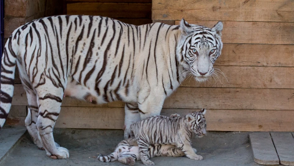 Сплошное ми-ми-ми. Барнаульский зоопарк показал подросших белых тигрят