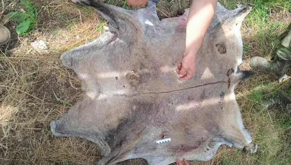 Двое алтайских браконьеров получили сроки за убийство горного козла
