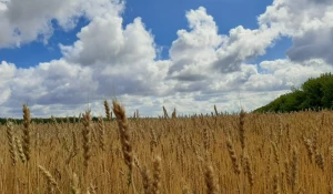 Поле. Сельское хозяйство.