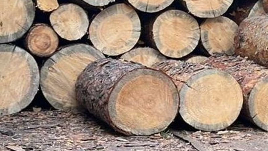 На трассе здоровья в Бийске вырубают лес