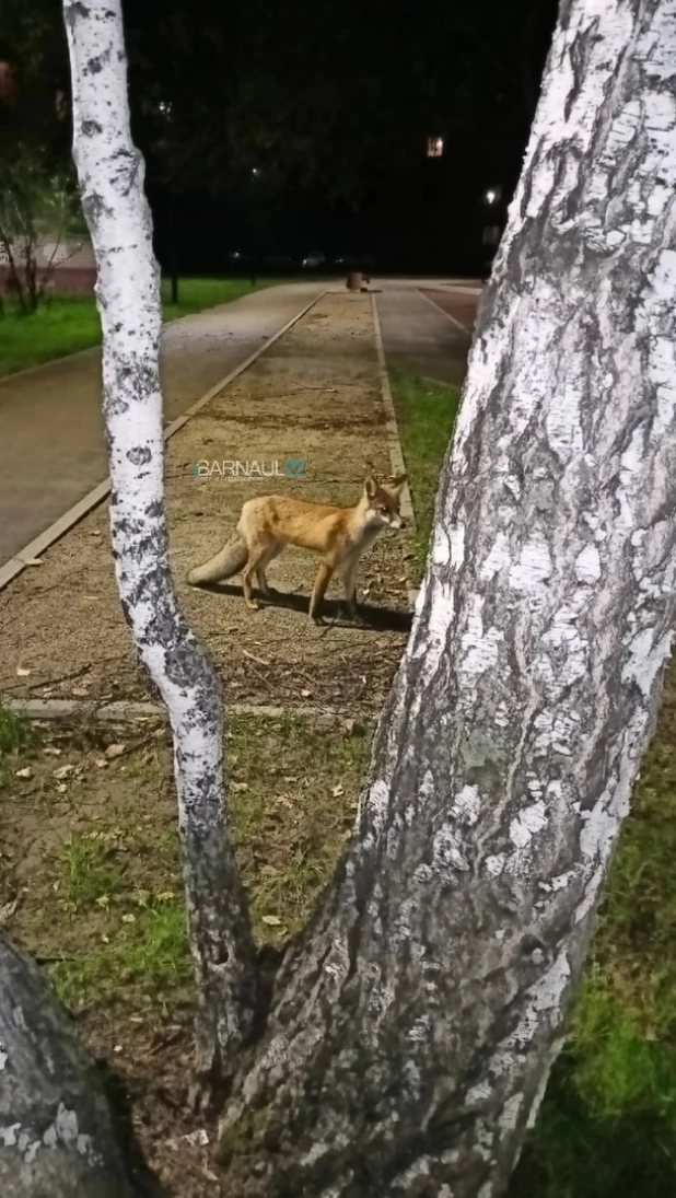 Лиса в Барнауле