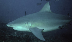 Тупорылая акула.