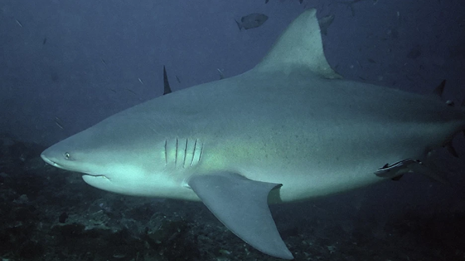 Тупорылая акула.