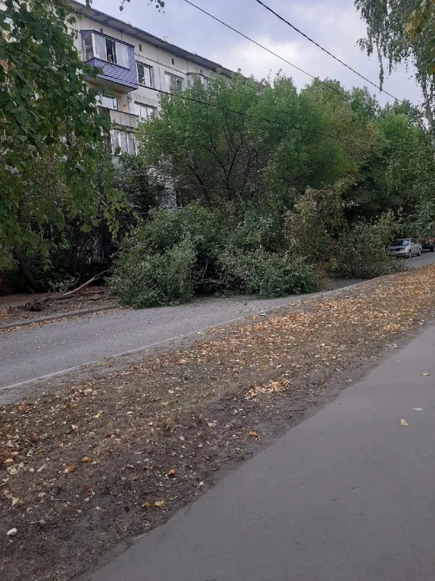 Внедорожник снес деревья. 