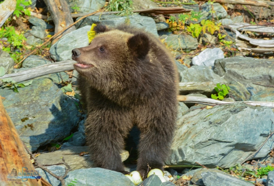 Медвежат Редиса и Каприза выпустили из Алтайского заповедника в дикую природу.