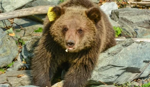 Медвежат Редиса и Каприза выпустили из Алтайского заповедника в дикую природу.