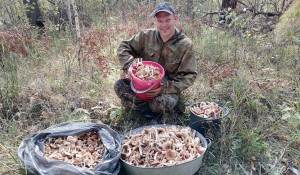 Алтайские жители собирают грибы ведрами