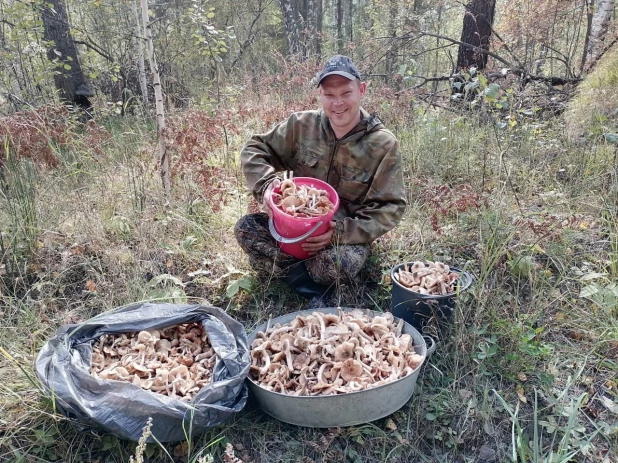 Алтайские жители собирают грибы ведрами