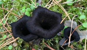 Черный гриб