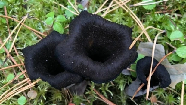 Черный гриб