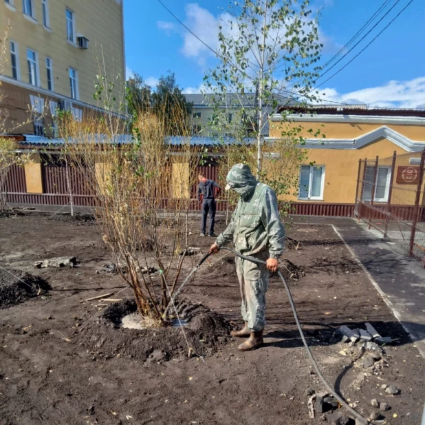 Деревья начали высаживать в сквере медиков в Барнауле