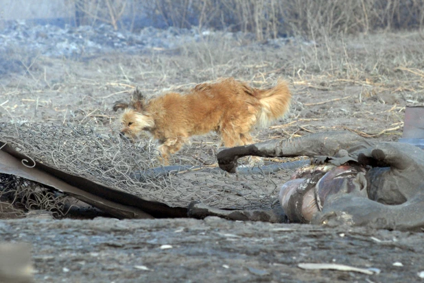 Пожар в Николаевке 2010.