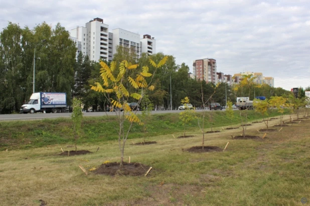 Молодые деревья на Павловском тракте в Барнауле. 