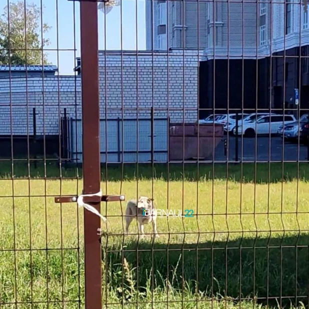 Барнаульцы пожаловались на злых собак, нападающих на людей.