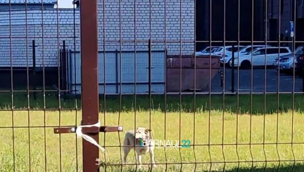 Барнаульцы пожаловались на злых собак, нападающих на людей.