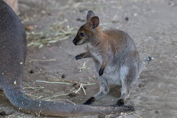 Малышка-кенгуру в барнаульском зоопарке подросла
