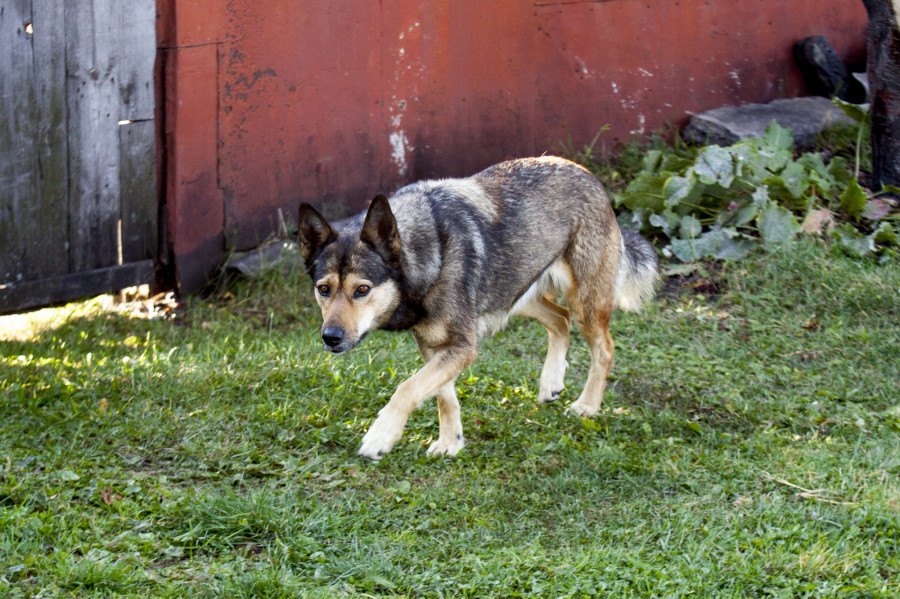 Жители ул. Боровая в Центральном районе Барнаула жалуются на агрессивных собак. 