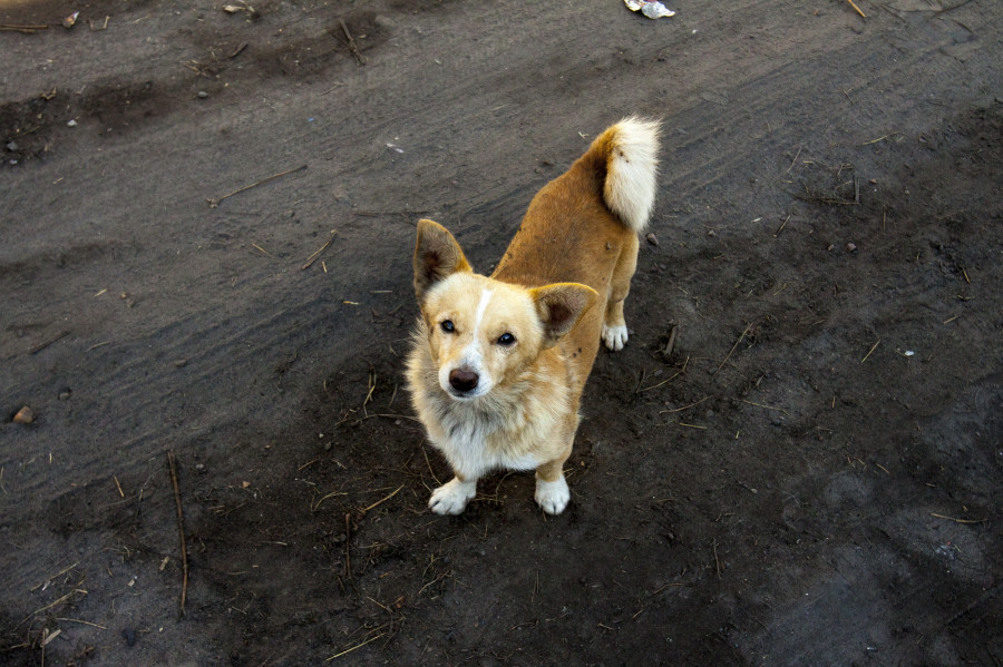 Жители ул. Боровая в Центральном районе Барнаула жалуются на агрессивных собак. 
